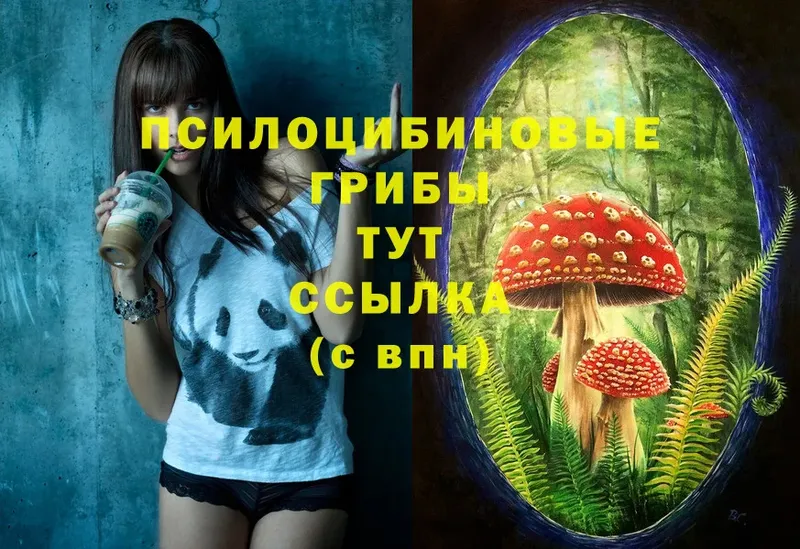 Псилоцибиновые грибы Psilocybe  Тюмень 